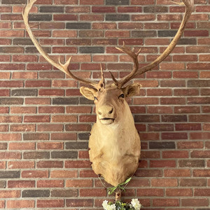 Dekelvin - Sweet thanks