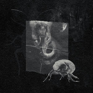 Roaches by BREATHER