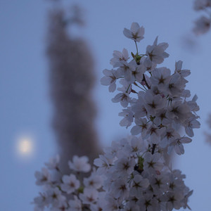 Sakura at Dawn by Korluma