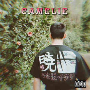 Ibrido - Camelie