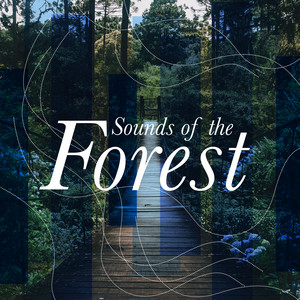 forest 邦楽 banbi sound