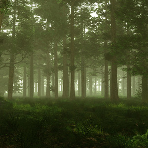 Forest Woodlands