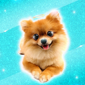 Lucas Cruikshank - Pomeranians