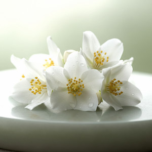 Jasmine by Ziul