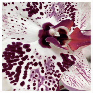 orchidée by AKAI