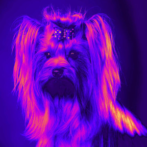 Cultivated Background for Wonderful Doggies album
