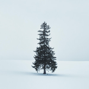 Evergreen in the Blank Field by Piano Softly