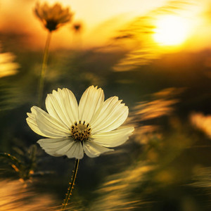 Summer on the Move by Jason Darryl, Cuong Tong