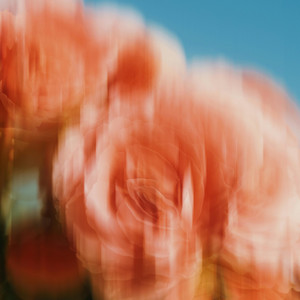 blooming by Kichiro, someday