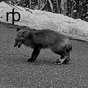 Where Do We Go When It Snows? by My Poor Brother