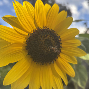 Abeille et Tournesol by Mathu
