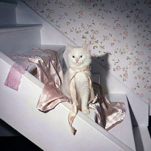 no cat home by CHUNGYOON, LENA