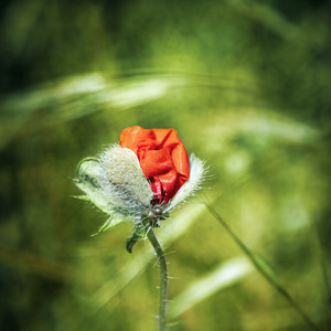 GALEGO_BJJ - Memories