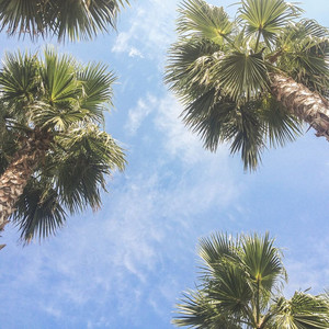 Palm Tree