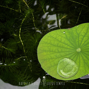 XRUST — Lotus Temple (2026)