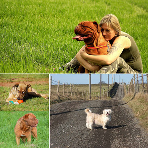 Wonderful Bgm for Puppies and Babies album