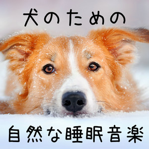 犬のための自然な睡眠補助音楽:リラックスできる音楽・ペットのための音楽