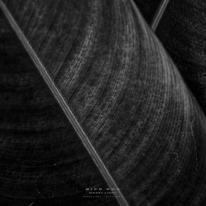 Mossy Light by Nico Ono
