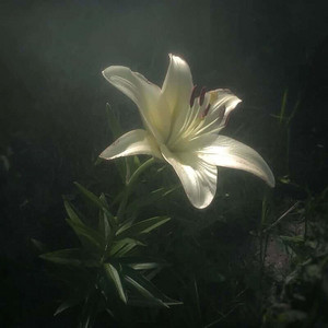 Lily by Nacho Garcia Leyenda