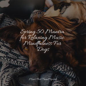 Spring 50 Mantra for Relaxing Music Mindfulness For Dogs album