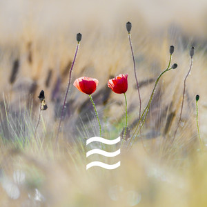 Smooth Sleeping Sounds of Nature Soughs album