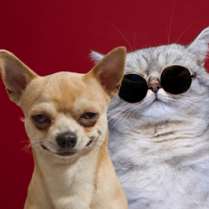 Leonardo Travensoli - Não Ria Não, Se Você Rir