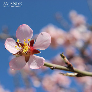 Amande by Nicosonoio