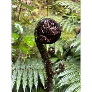 Back to the Whenua by Nicotine Garden, Shontell Knox