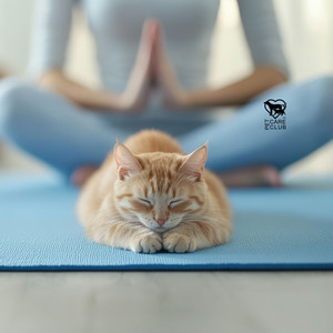 Feline Aura Cleansing