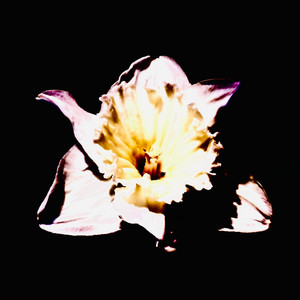 autant by Solo Machina