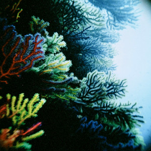 Kujira