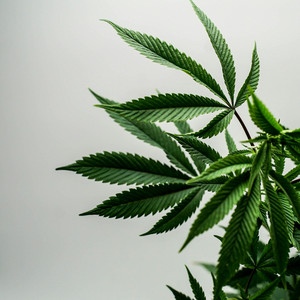 xxbeatsxx - Vibration Marley