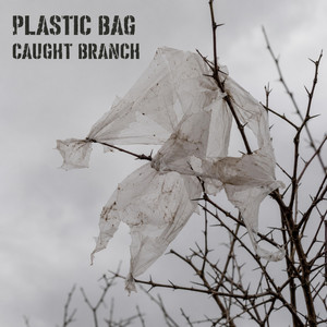 Caught Branch by Plastic Bag