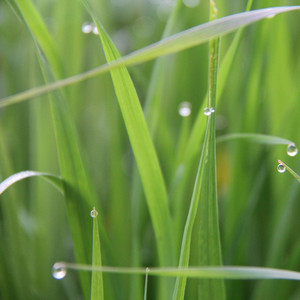 Tears In Heaven by CrawfishParish