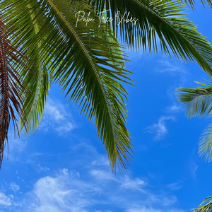 Life Is Good by Palm Tree Vibes