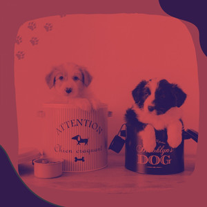 Bossa Nova (Music for Family Dogs) album