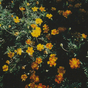 blessings by natureboy.