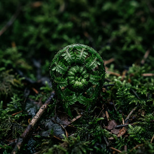Awakening Echo by Echo and I