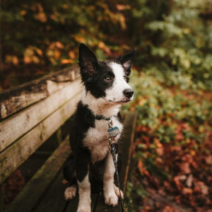 Music for Doggy Relaxing (Vibraphone and Tenor Saxophone) album