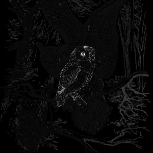 Night Owl Special