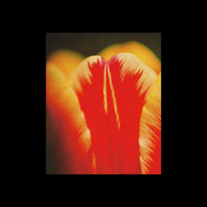 warmth by Anders Falkvard, Aqua Scholar