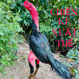 Mạnh phong - CHIẾN KÊ XUẤT THẾ