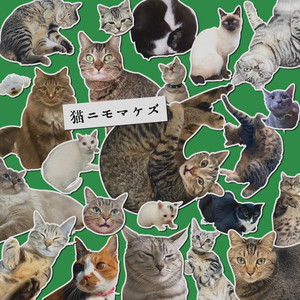 Cat Won't Stop Me.