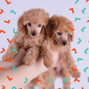 Trombone Solo (Music for Dreamy Doggies) album