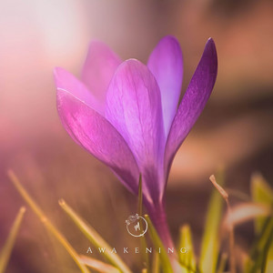 Awakening by Miaquirele