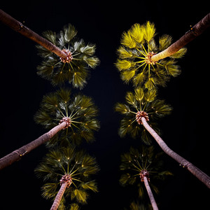 Palmeras by Garden Atlas