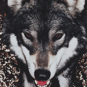 君の犬 by madoro