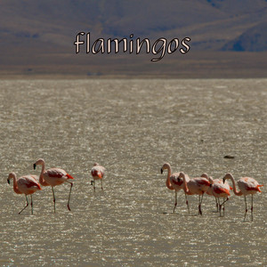 flamingos by White Window