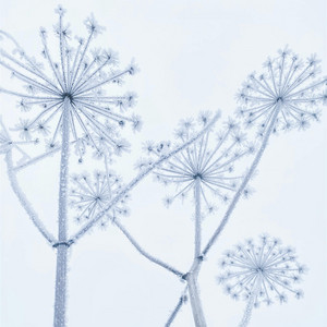 Unicellular by Ashley Brady