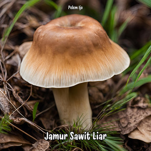 Pelem Ijo - Jamur Sawit Liar